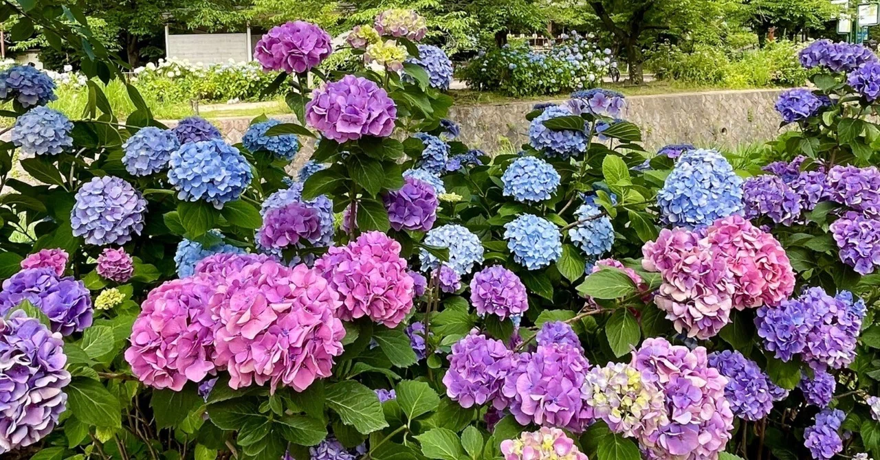 紫陽花おさんぽ】夙川〜苦楽園口〜西宮北口〜宝塚｜きり