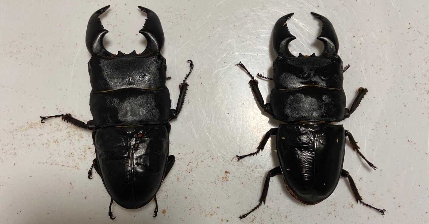 ノコギリクワガタ、コクワガタ、ヒラタクワガタ成虫セット 国産・外国産ヒラタクワガタ・ノコギリクワガタ 成虫飼育マニュアル