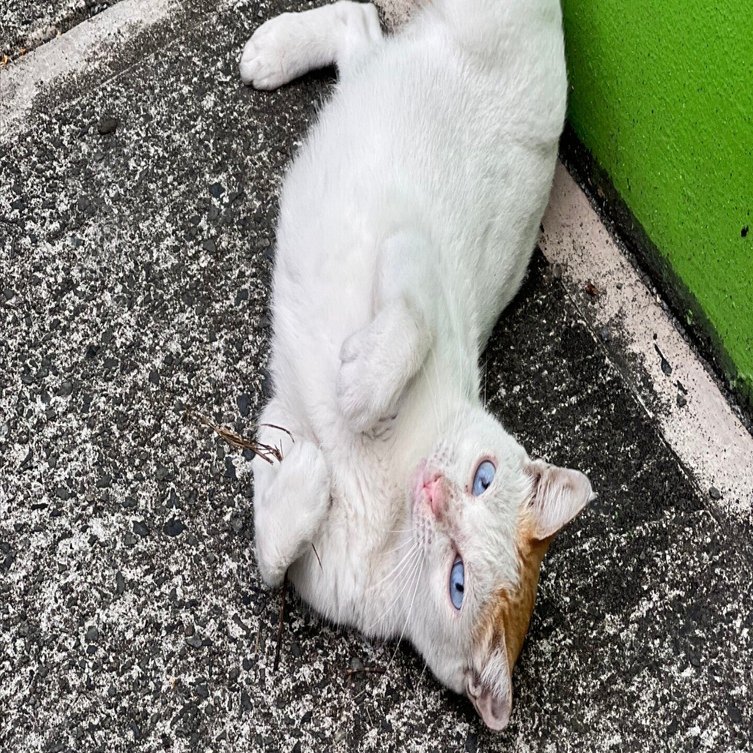 猫と住む街｜Shusaku Shukuri