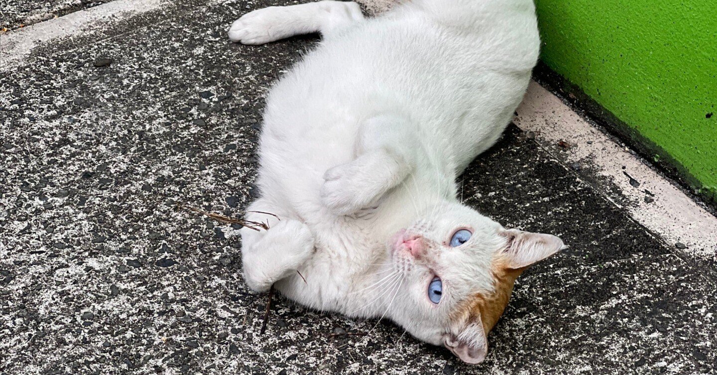 猫と住む街|Shusaku Shukuri 猫と住む街|Shusaku Shukuri