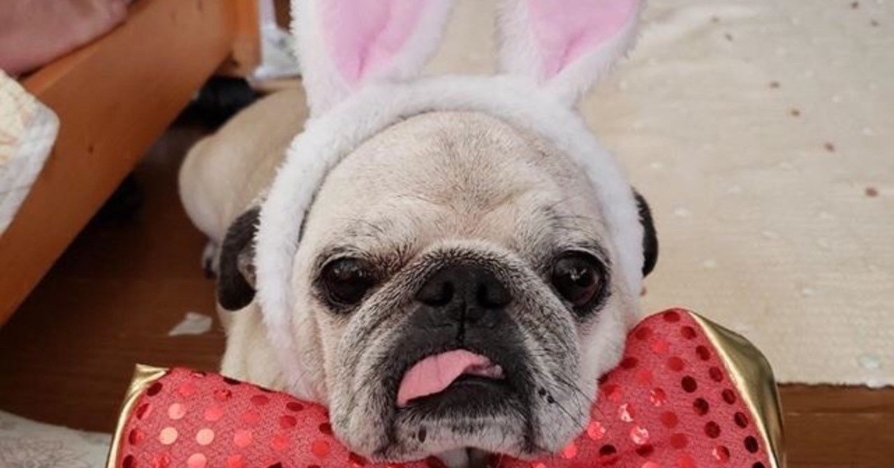 実家の犬に会いたい モフりたい いい部屋ペット いい部屋ネット 公式 Note 実家の犬に会いたい モフりたい いい部屋ペット いい部屋ネット 公式 Note