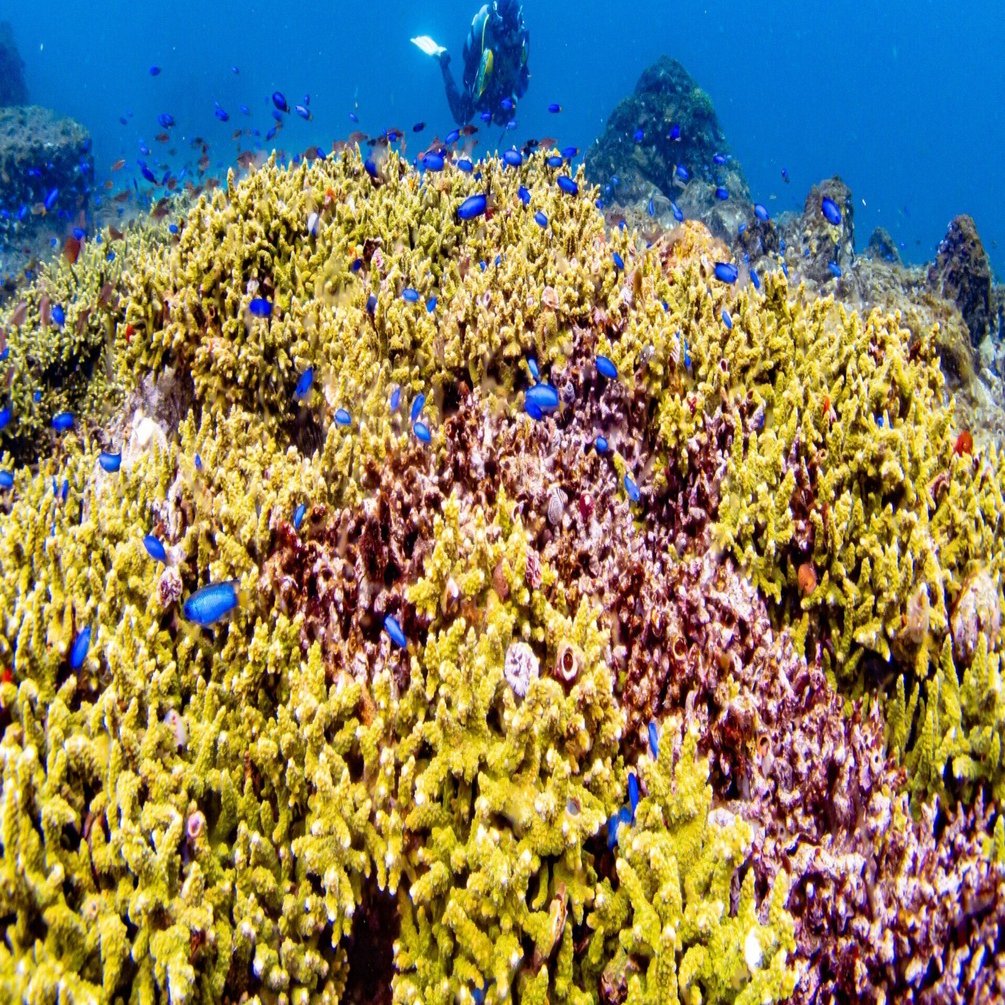 長崎にもサンゴ礁ってあるの？｜長崎ダイビングショップ ベリーズ
