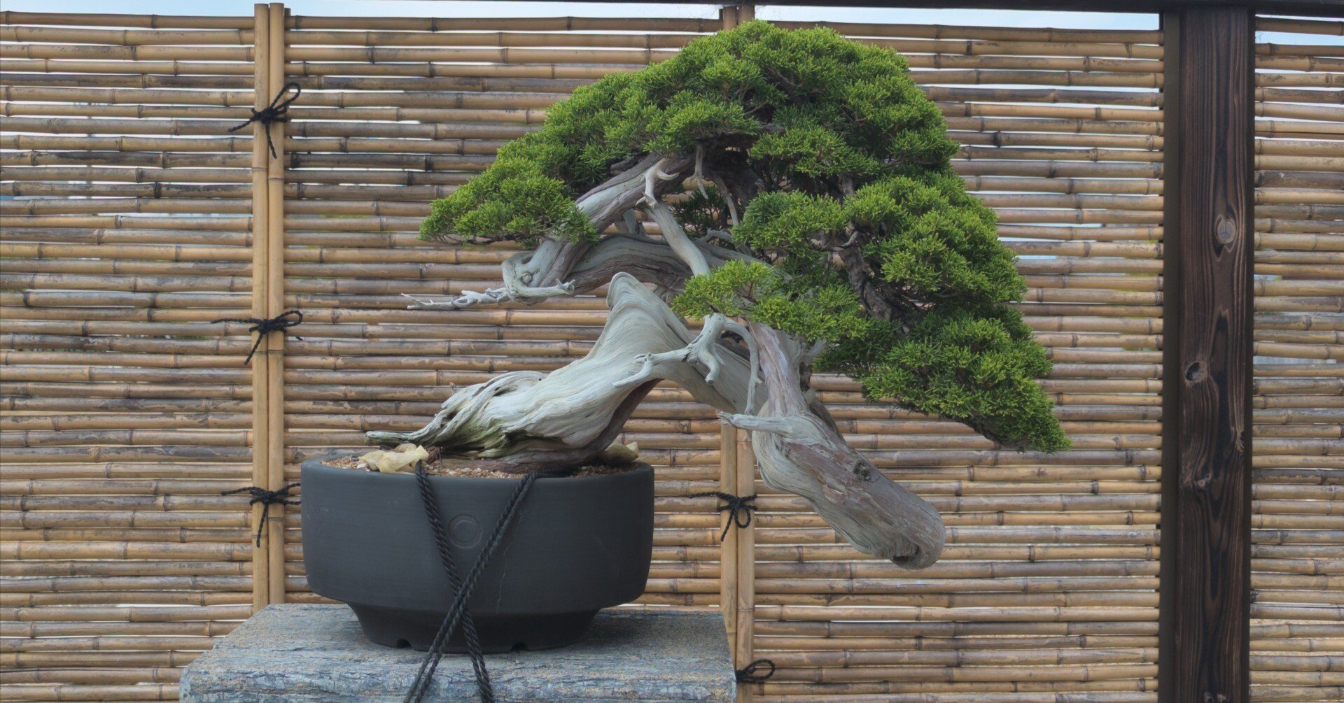 TAKAMATSU vol.2｜加瀬恭典 / 高松盆栽