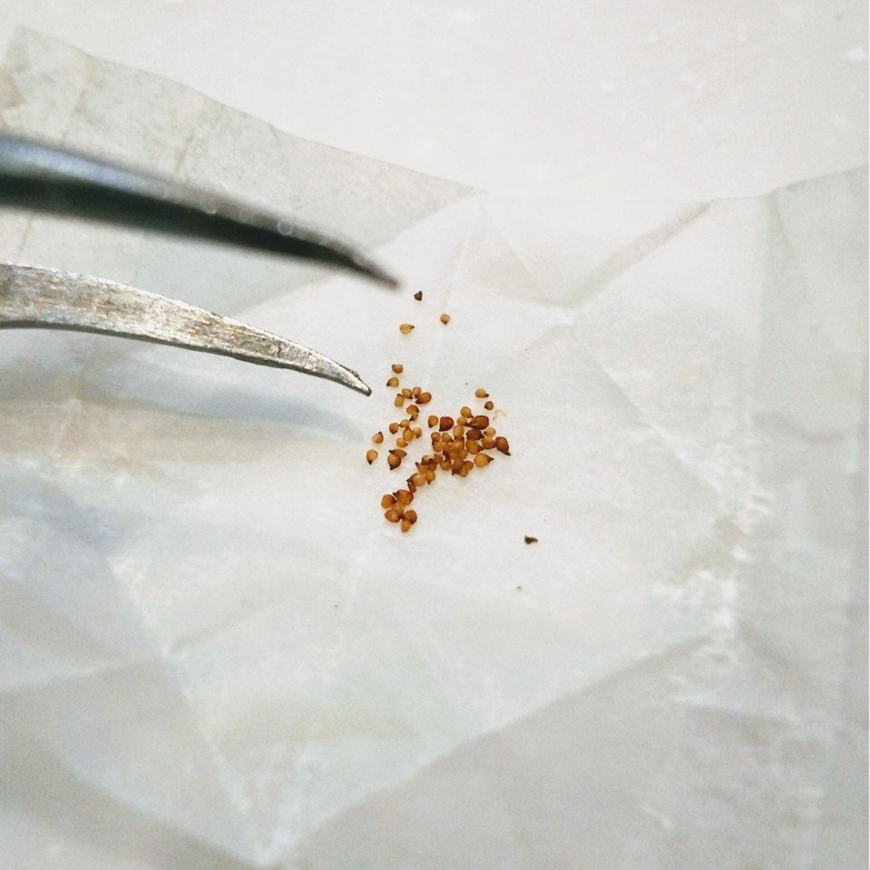 多肉植物 リトープスを種から育てて日目 ちーさん 手書き手帳が好き٩ 幸 幸 ۶ Note 多肉植物 リトープスを種から育てて日目 ちーさん 手書き手帳が好き٩ 幸 幸 ۶ Note