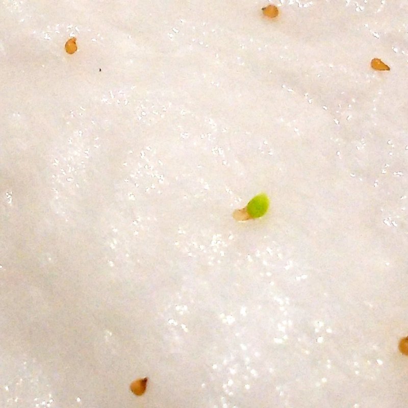 多肉植物 リトープスを種から育てて日目 ちーさん トラッカー配信中 Note 多肉植物 リトープスを種から育てて日目 ちーさん トラッカー配信中 Note