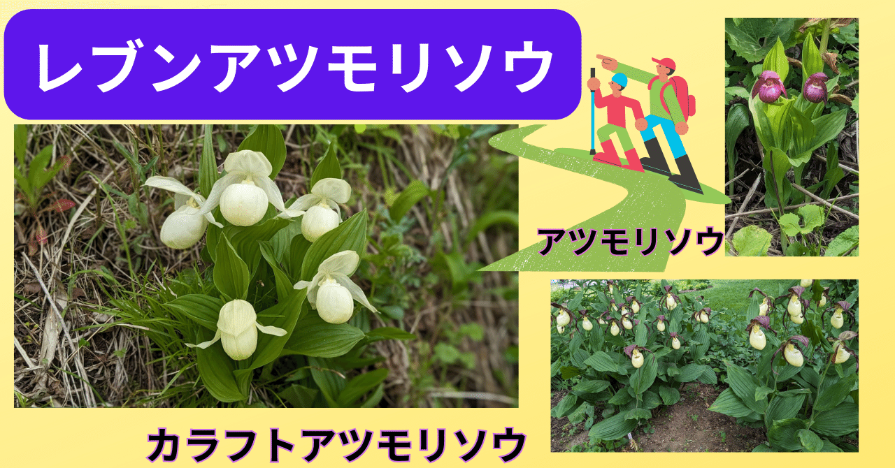 レブンアツモリソウ等,3種アツモリ愛でる💕盗掘しないで＆買わないで