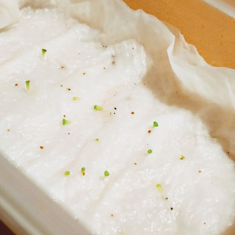 多肉植物 リトープスを種から育てて日目 ちーさん トラッカー配信中 Note 多肉植物 リトープスを種から育てて日目 ちーさん トラッカー配信中 Note