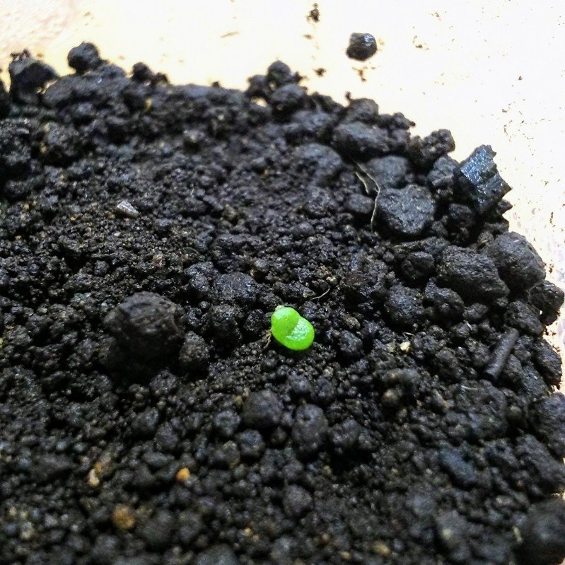 多肉植物 リトープスを種から育てて日目 ちーさん トラッカー配信中 Note 多肉植物 リトープスを種から育てて日目 ちーさん トラッカー配信中 Note