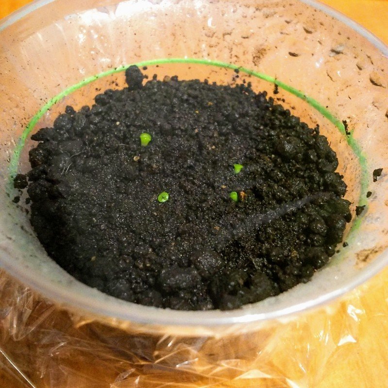 多肉植物 リトープスを種から育てて日目 ちーさん 手書き手帳が好き٩ 幸 幸 ۶ Note