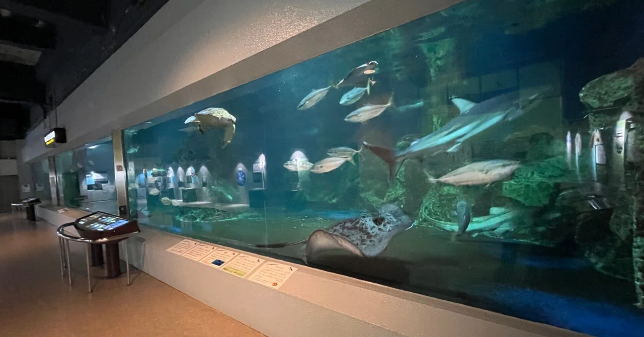 海獣パパ専用