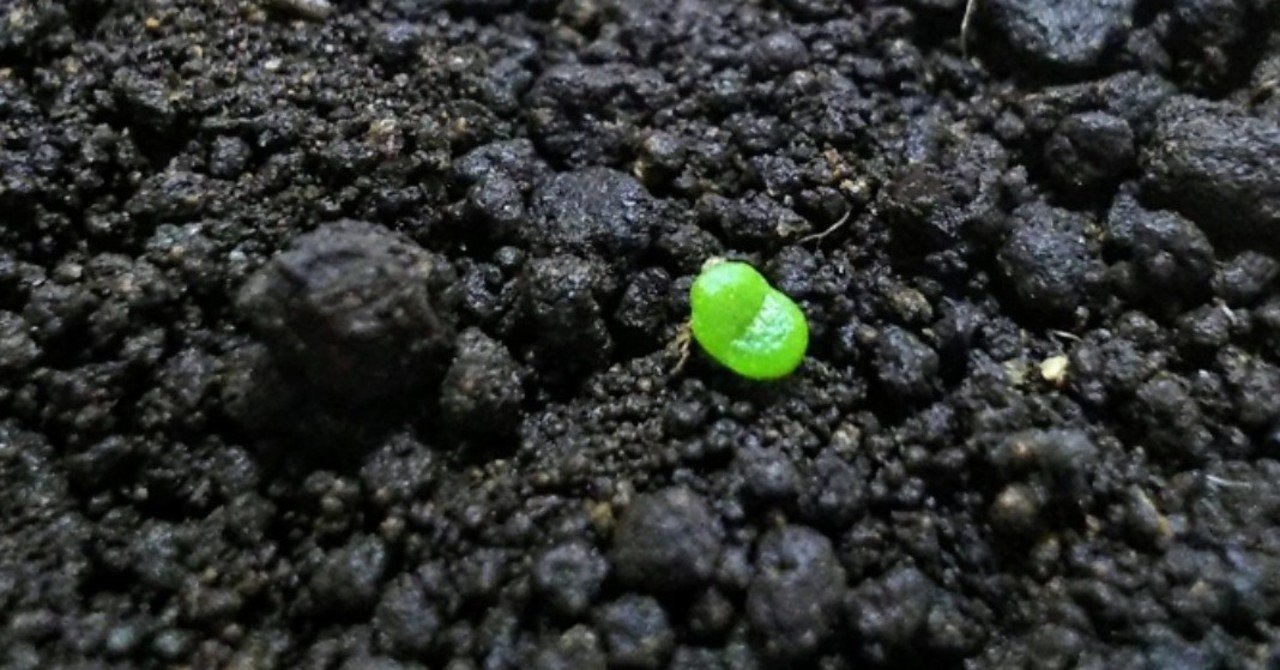 多肉植物 リトープスを種から育てて日目 ちーさん トラッカー配信中 Note 多肉植物 リトープスを種から育てて日目 ちーさん トラッカー配信中 Note