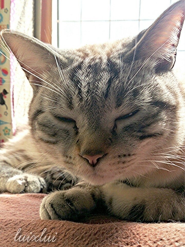 おはようございﾆｬす 薄目 猫 ネコ ねこ ぬこ Lui Note