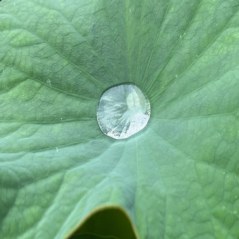 蓮の花 愛でるためには 早起きを 朝露の粒 映えにも良しと｜南河内 