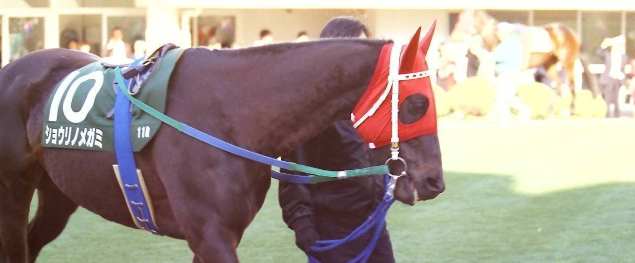 ショウリノメガミページ ショウリノメガミ (Syourinomegami) | 競走馬データ - netkeiba