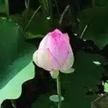 華月(かづき)