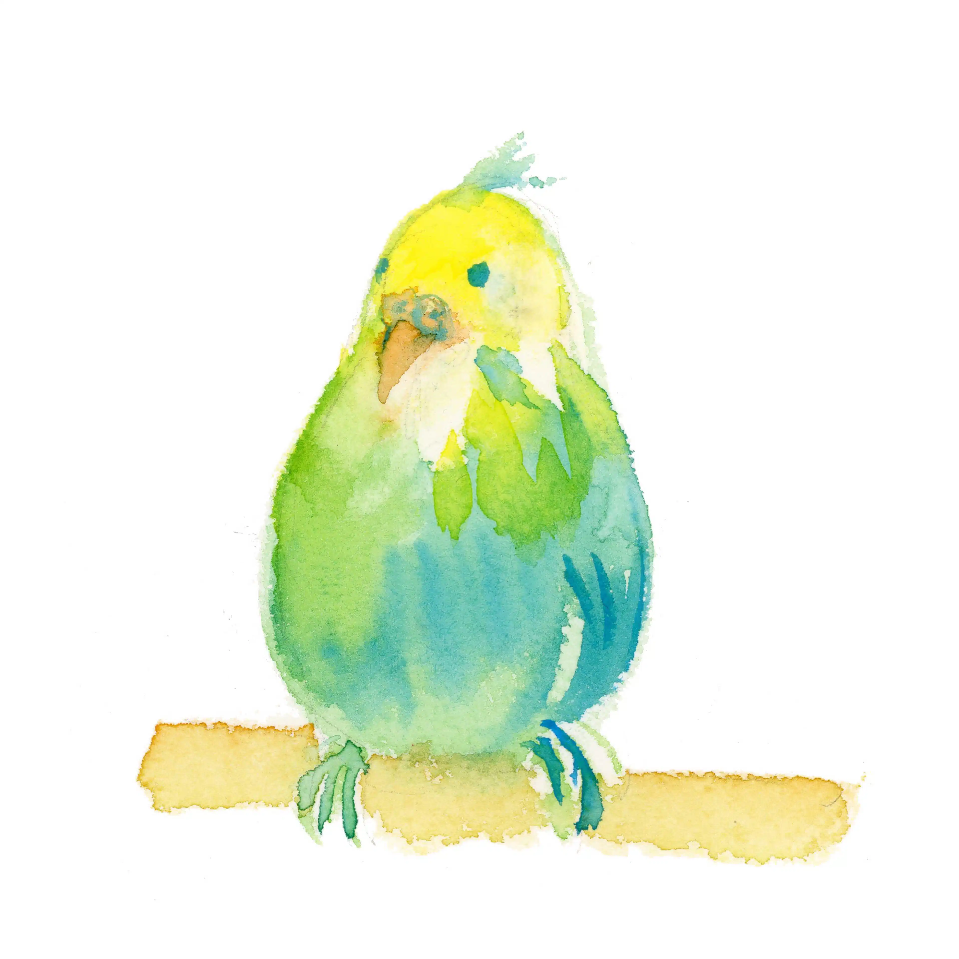 りすこ