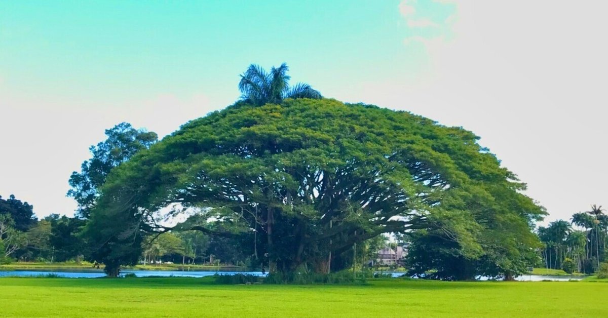 樹木医試験対策 ＜小論文編＞｜ざいれむ(Xylem)