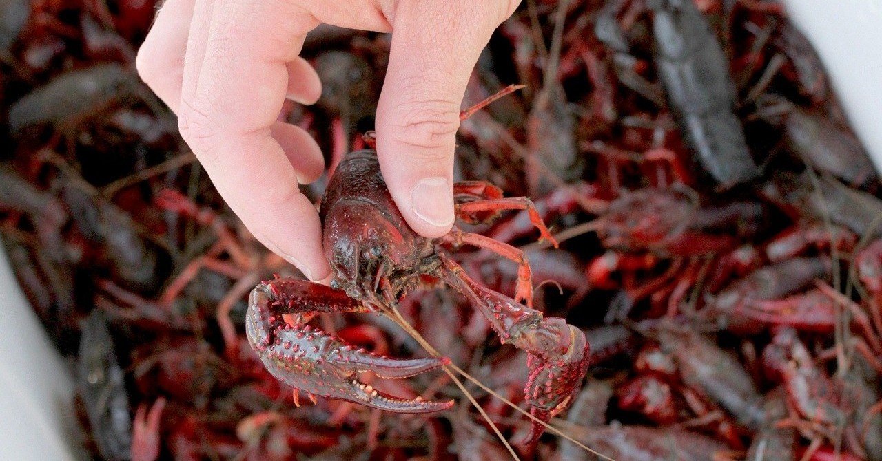 私はザリガニが食べれない 前半 Harco Note 私はザリガニが食べれない 前半 Harco Note