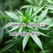 Cannabis Japan🇯🇵