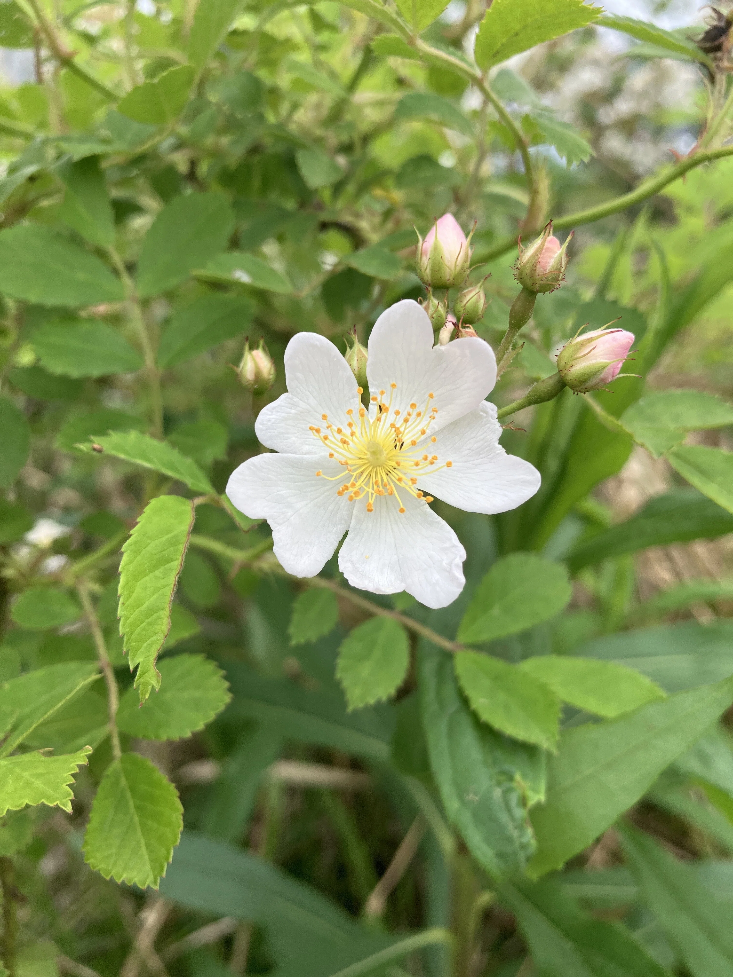 5月に庭で撮影した野薔薇ノイバラ。花言葉は純朴な愛、素朴な愛らしさ