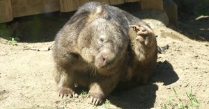コモンウォンバット図鑑 Common Wombat｜M_ayumi