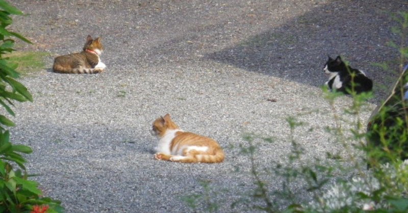 03-1__アソコ___左___元々の飼猫たちと_アソコ___左___様に引き取られたアソコの元メンバーたち_