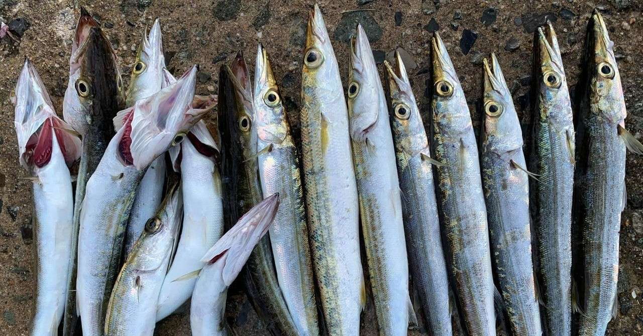 相島カマス釣りのススメ 初秋 小佐々康生 Note