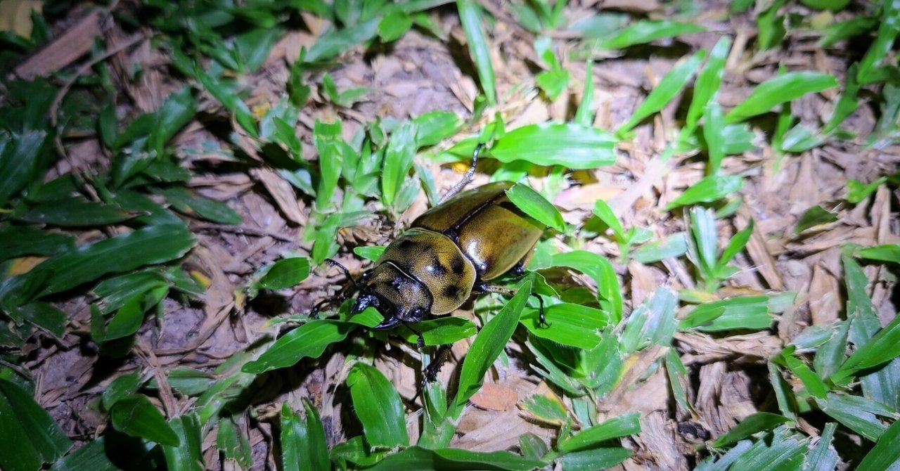マレーシア 昆虫採集記/旅行記②🇲🇾｜キヨタミ
