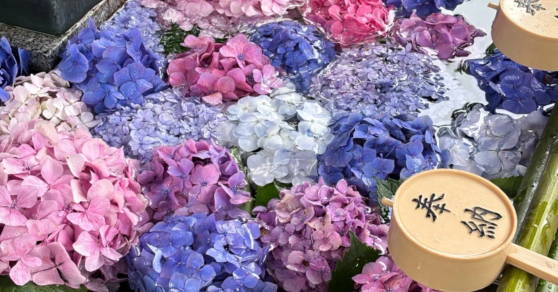 憂うつな梅雨を彩る、京都暮らしの紫陽花めぐり｜misaki｜散歩日和