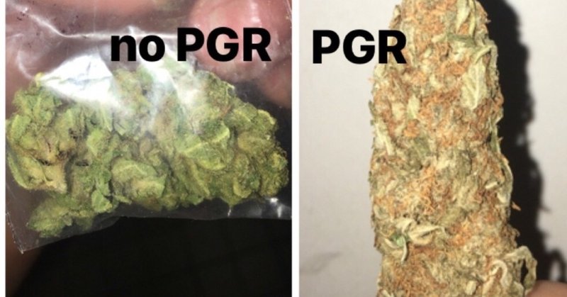 質のいい大麻 の新着タグ記事一覧 note つくる つながる とどける