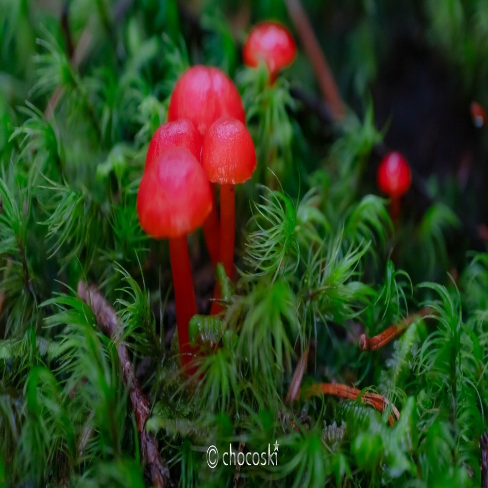 きのこ散歩＊2024/6/21大雨の富士山・その3｜ちょこすき～☆きのこ