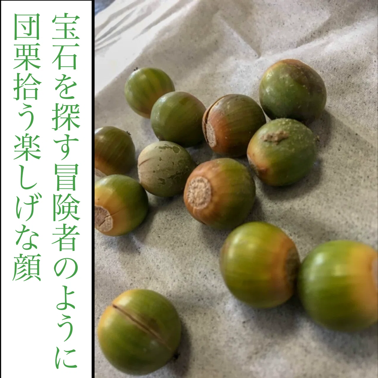 短歌写真部 団栗|北大路京介