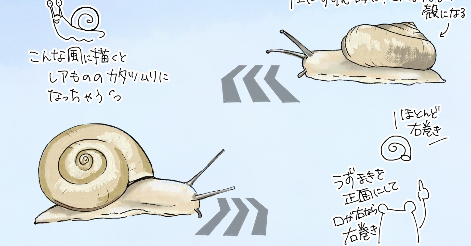 カタツムリの渦はほとんど右巻き｜くますけ｜自然ガイド・クリエイター