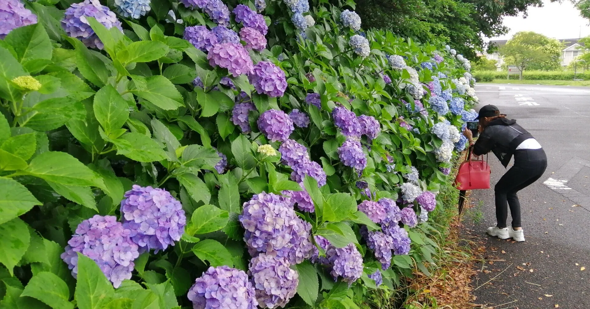 大高緑地」で紫陽花を見てきました｜ADPUB