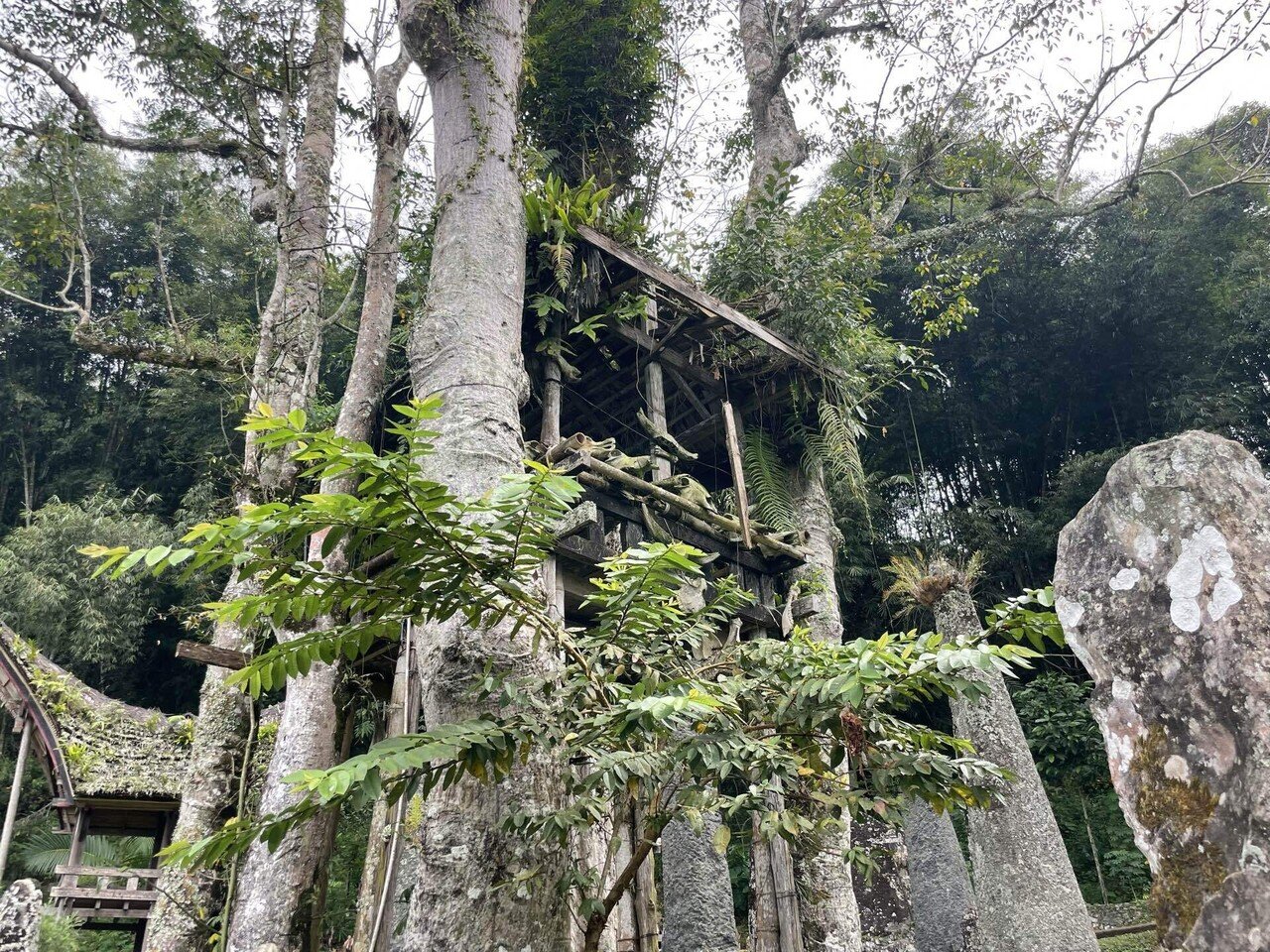 トラジャ旅#D2】クレイジージャーニーでも取り上げられたあの世界一