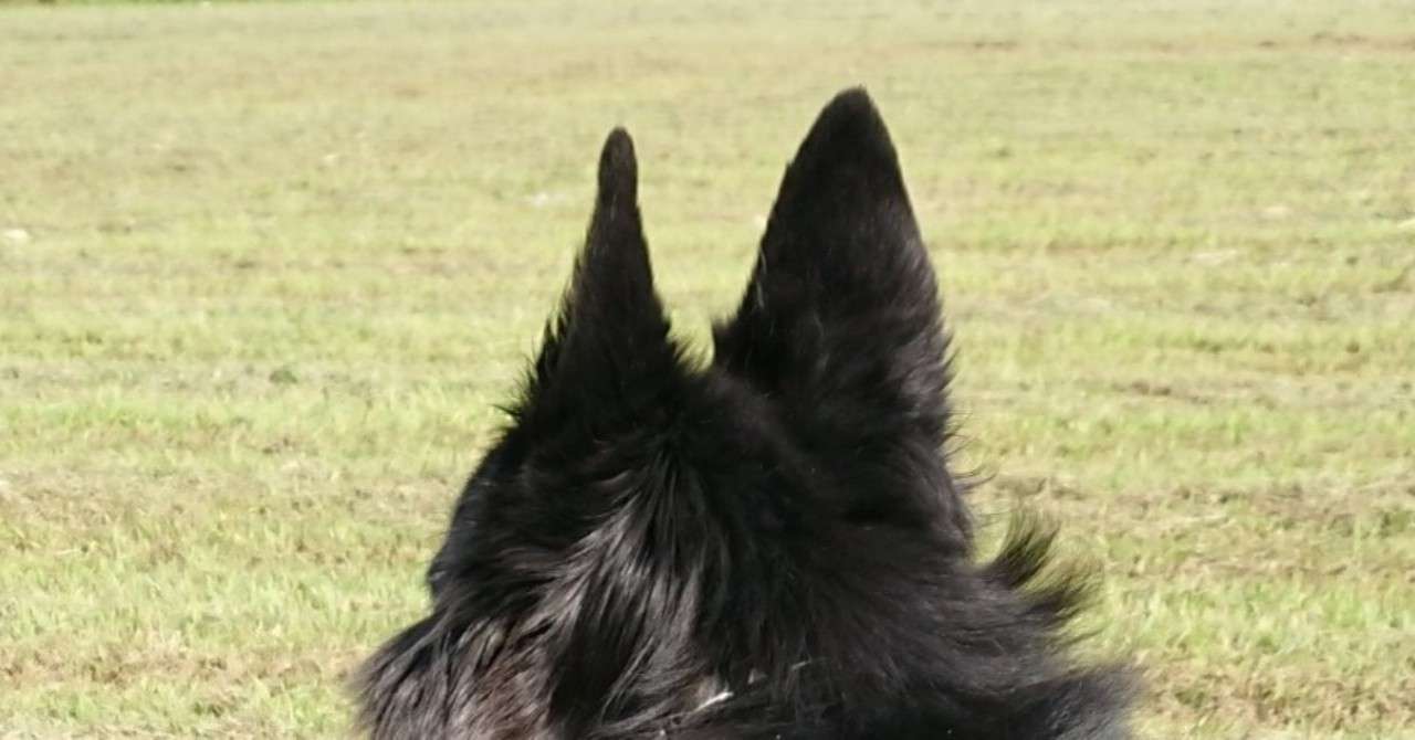 ようこそ 犬語の世界へ 聴いているってば Hechimaco Note