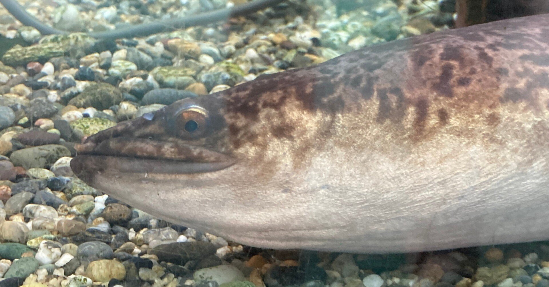 オオウナギ オオウナギ | 魚類 | 市場魚貝類図鑑