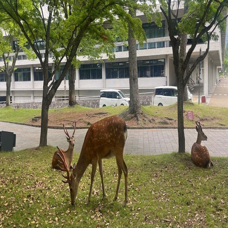 バンビちゃん沢山シーズンな奈良の鹿です♡｜高田 美咲 Souvenir