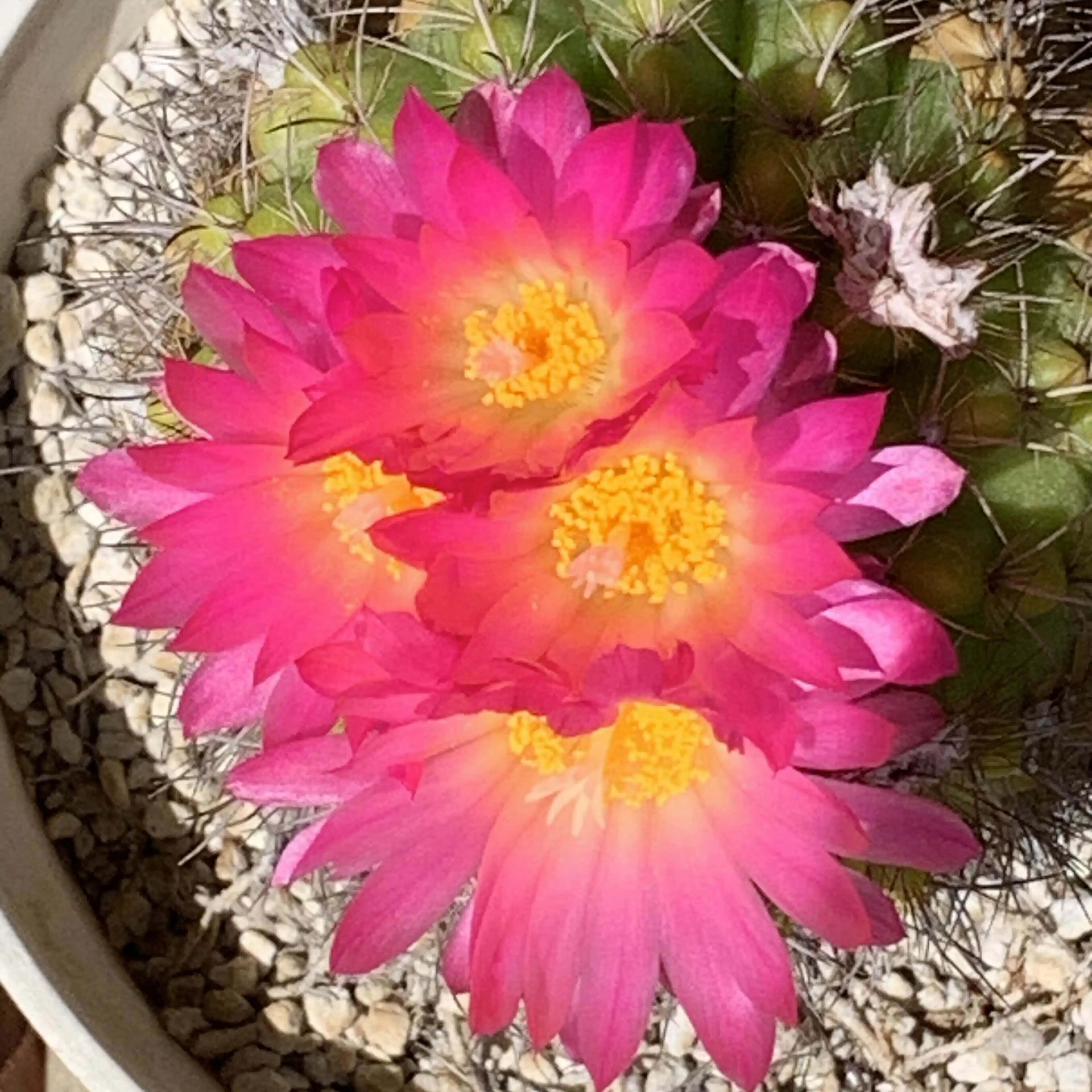 K.Sueoka