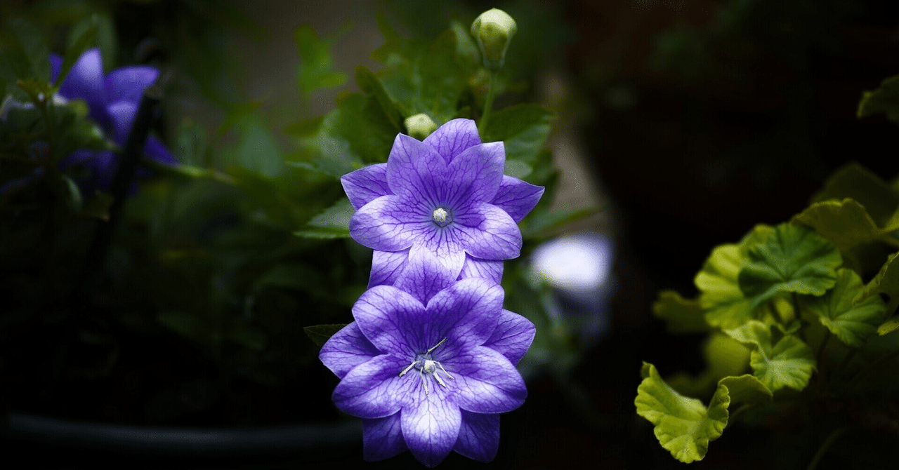 『カラーパープル』|和音美桜