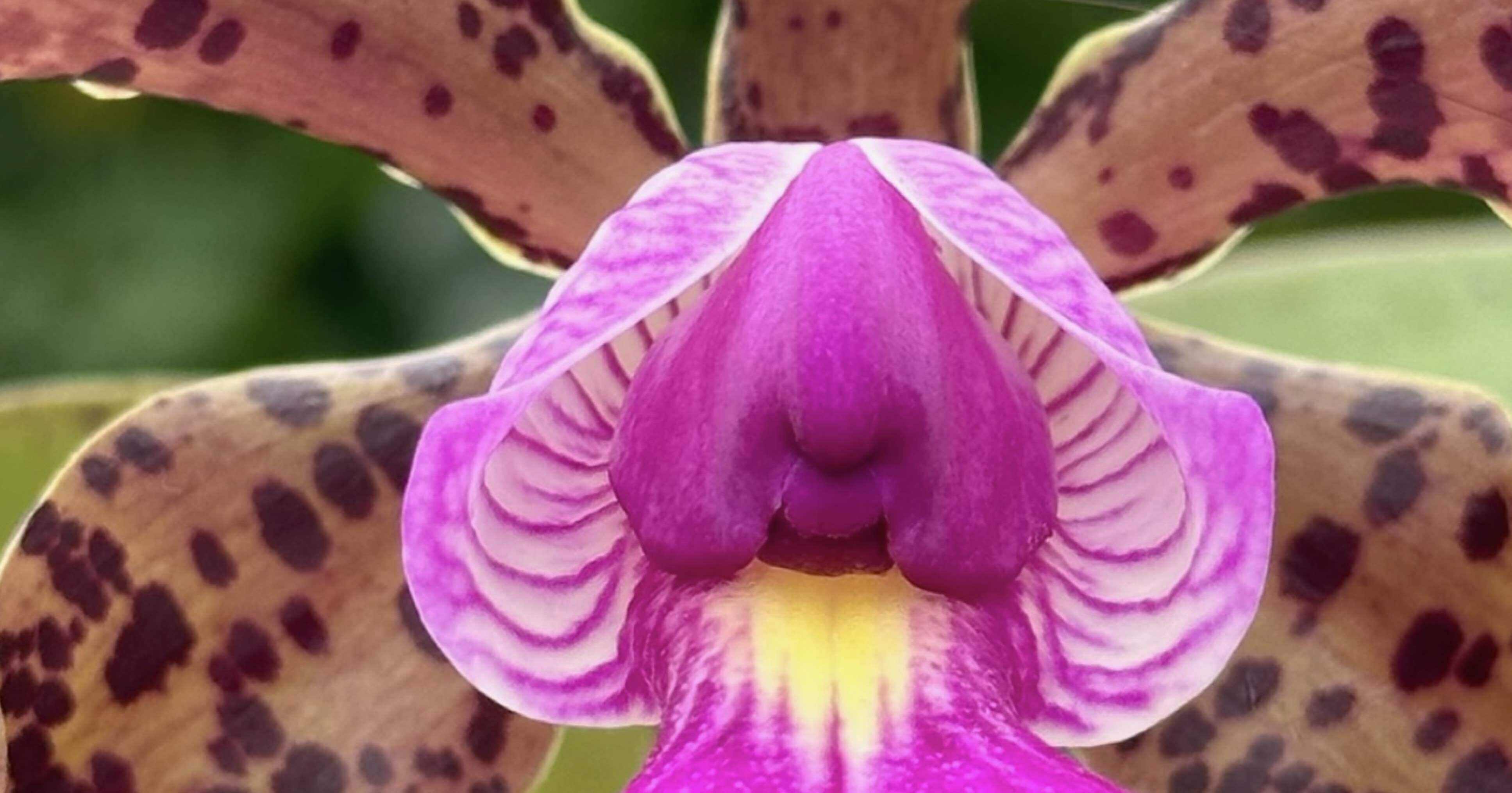 CATTLEYA ACLANDIAE｜EGGSEED