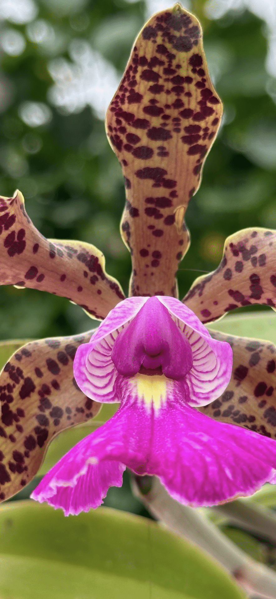 CATTLEYA ACLANDIAE｜EGGSEED