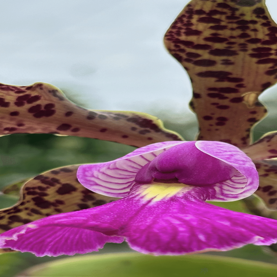 CATTLEYA ACLANDIAE｜EGGSEED