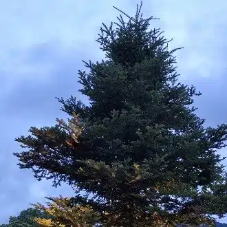 こうき