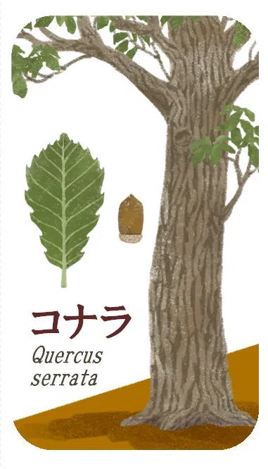 コナラの木 大枝指さす 青い空|西藍希