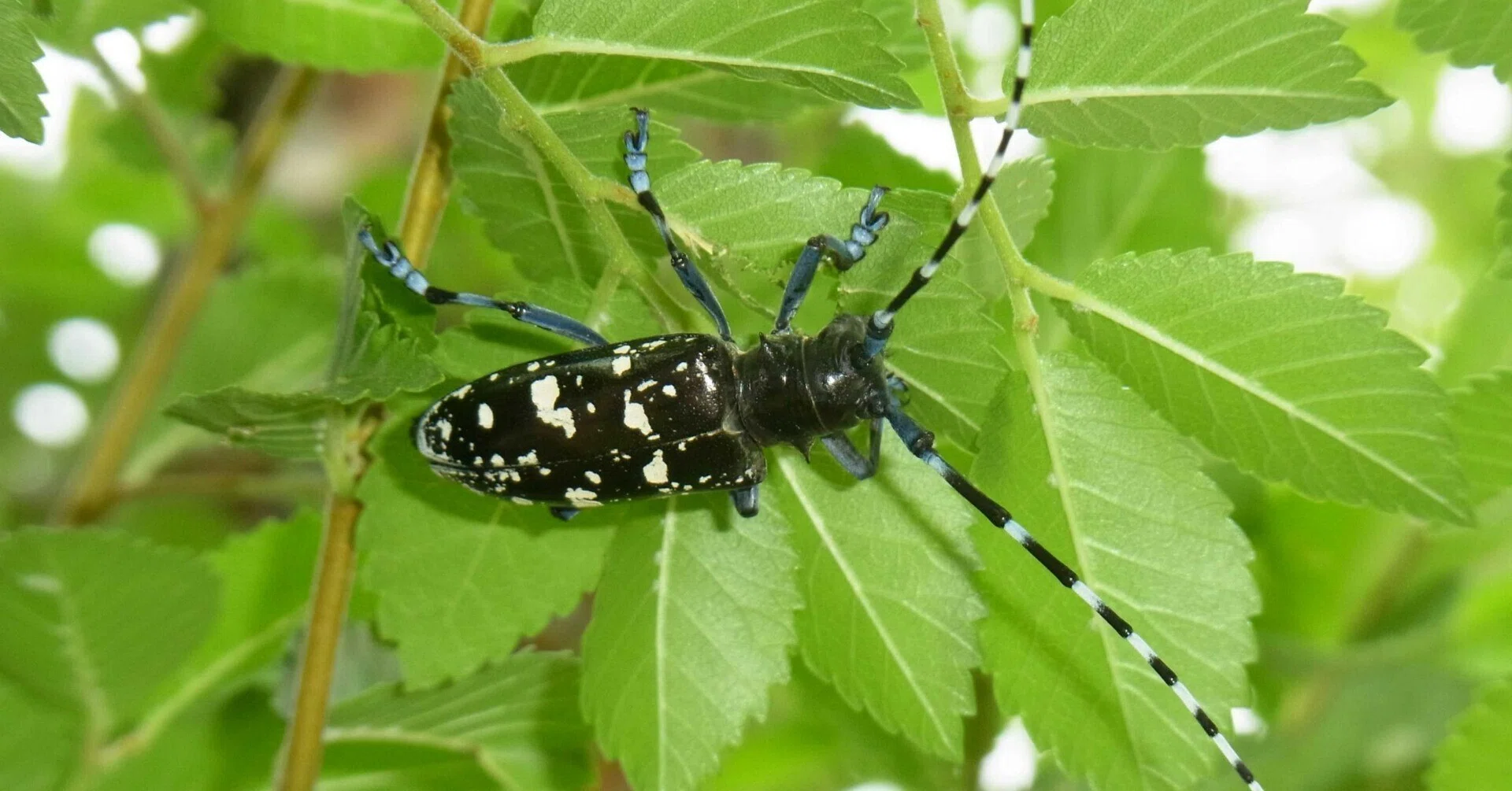 特定外来生物ツヤハダゴマダラカミキリについて｜midoritoridori