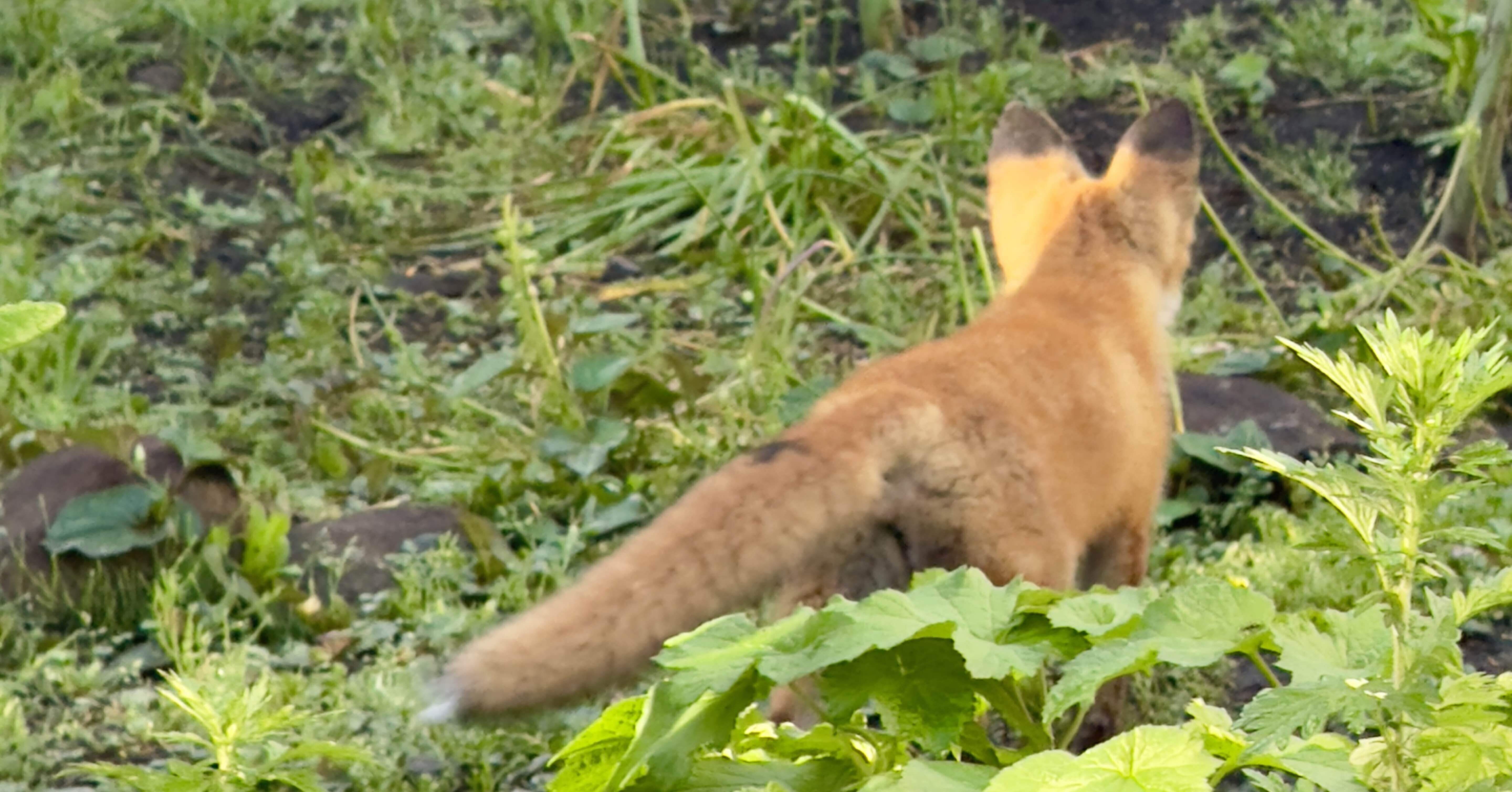 初！キタキツネちゃん｜ねこさん