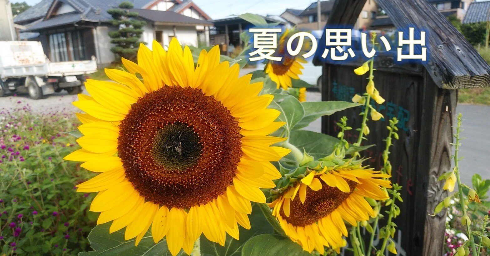 若いヒマワリの見分け方 ｜しあわせ野菜畑代表