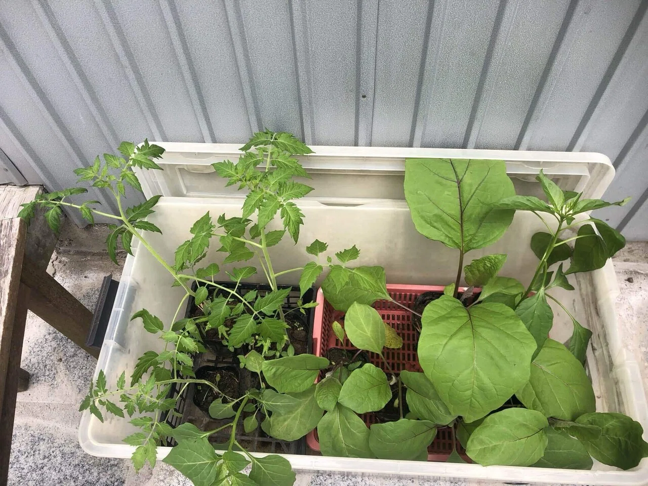 大後悔part2と今季のスナップエンドウ収穫量｜MUNA_FARM 無農薬自給自足
