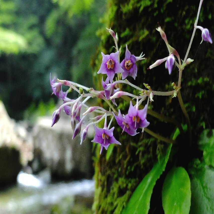 紫色の綺麗な花 イワタバコ Hhaannaaiihh Note
